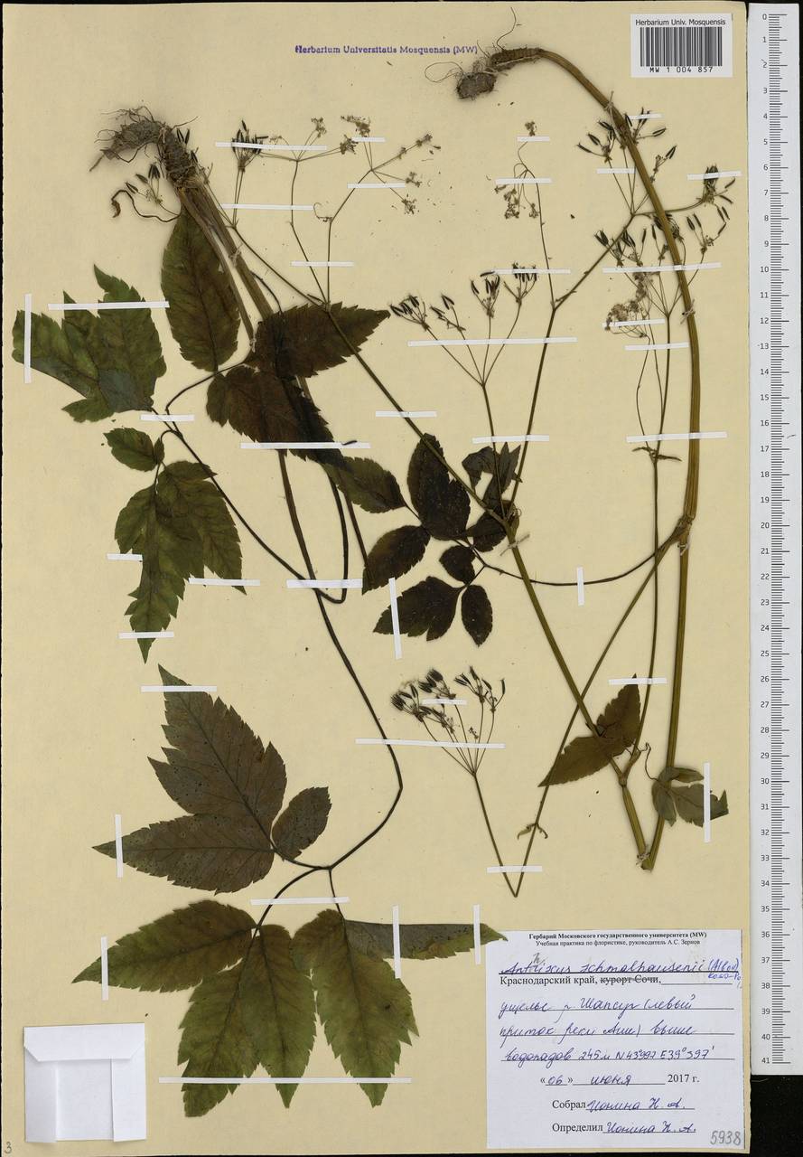 Anthriscus schmalhausenii (Albov) Koso-Pol., Caucasus, Black Sea Shore (from Novorossiysk to Adler) (K3) (Russia)