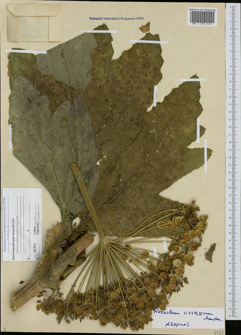 Heracleum pubescens (Hoffm.) M.Bieb., Caucasus, Krasnodar Krai & Adygea (K1a) (Russia)