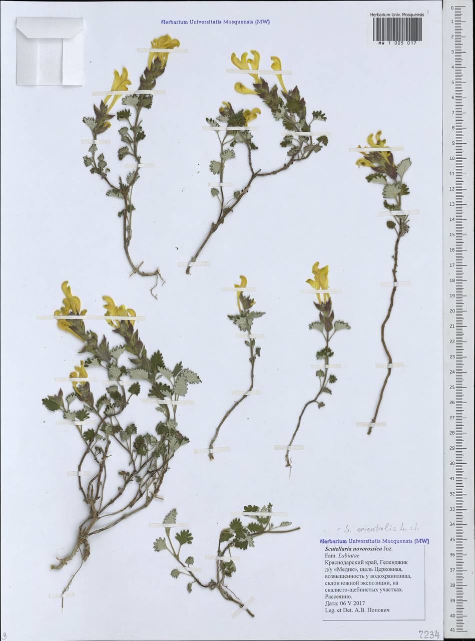 Scutellaria orientalis L., Caucasus, Black Sea Shore (from Novorossiysk to Adler) (K3) (Russia)