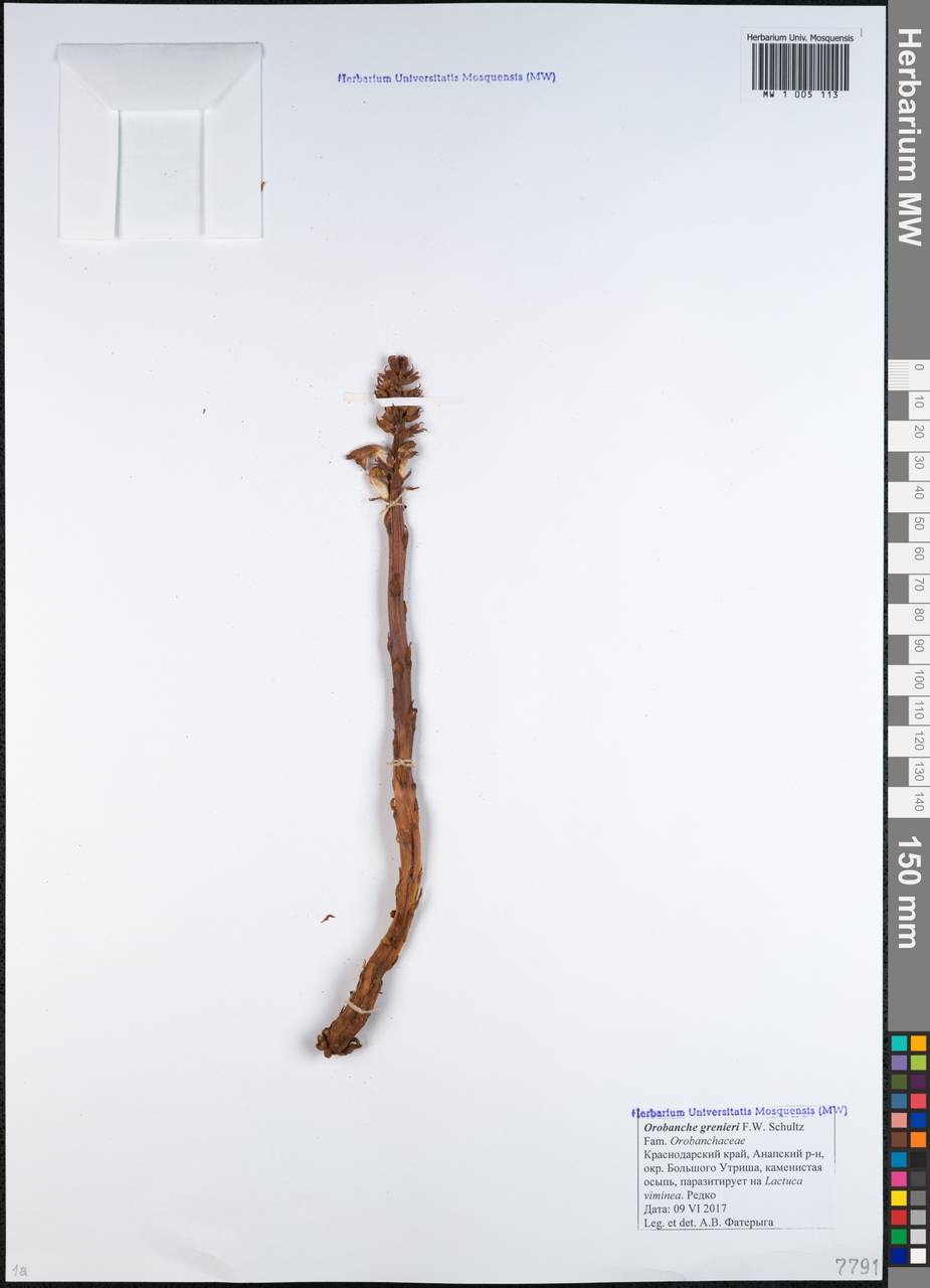 Orobanche grenieri F. Schultz, Caucasus, Krasnodar Krai & Adygea (K1a) (Russia)