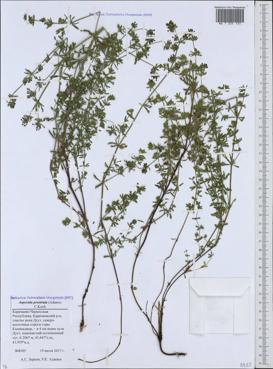 Asperula prostrata (Adams) K.Koch, Caucasus, Stavropol Krai, Karachay-Cherkessia & Kabardino-Balkaria (K1b) (Russia)