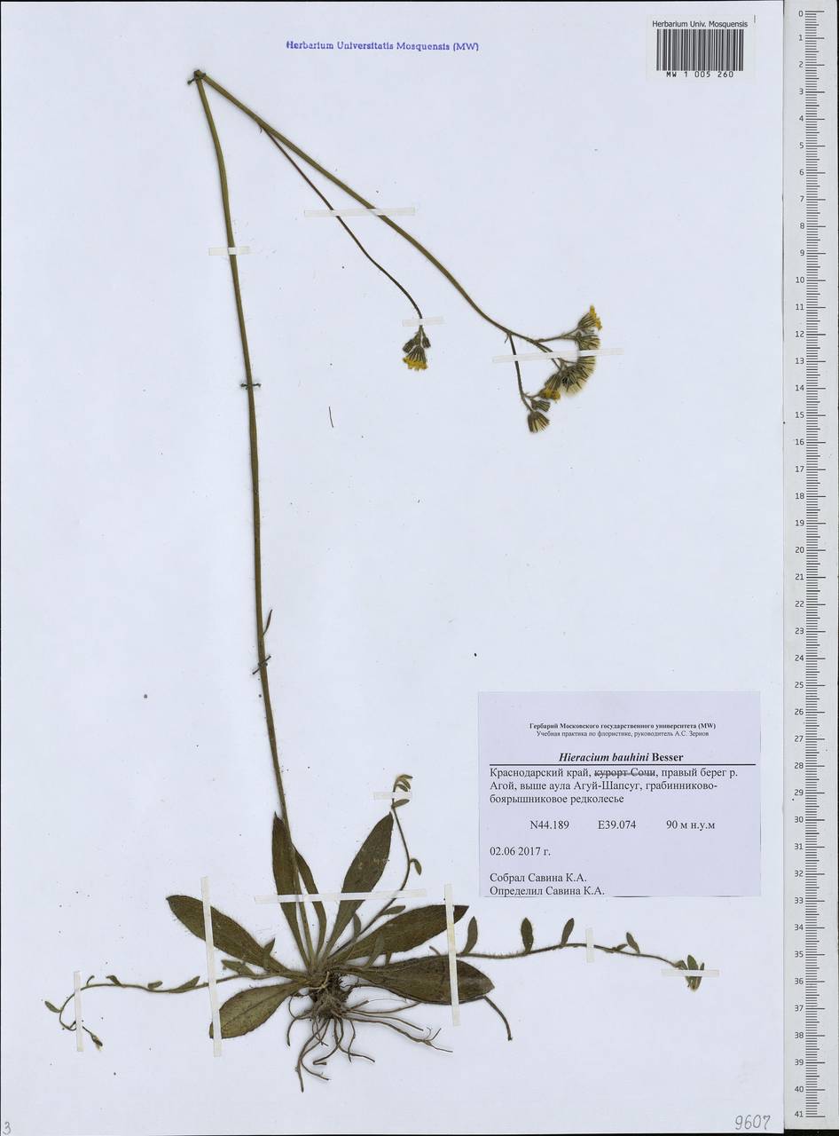 Pilosella leptophyton subsp. leptophyton, Caucasus, Black Sea Shore (from Novorossiysk to Adler) (K3) (Russia)