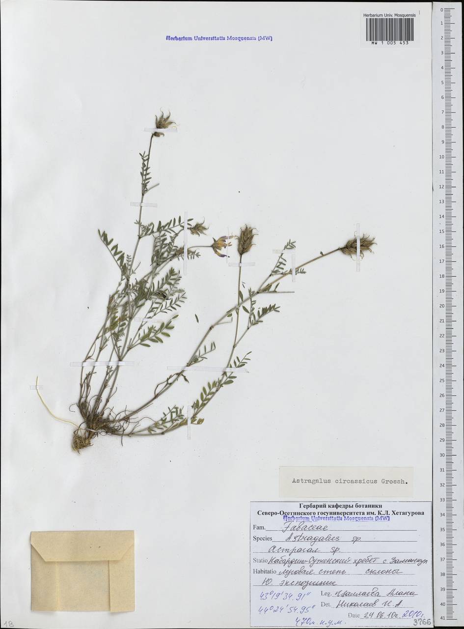Astragalus circassicus Grossh., Caucasus, North Ossetia, Ingushetia & Chechnya (K1c) (Russia)