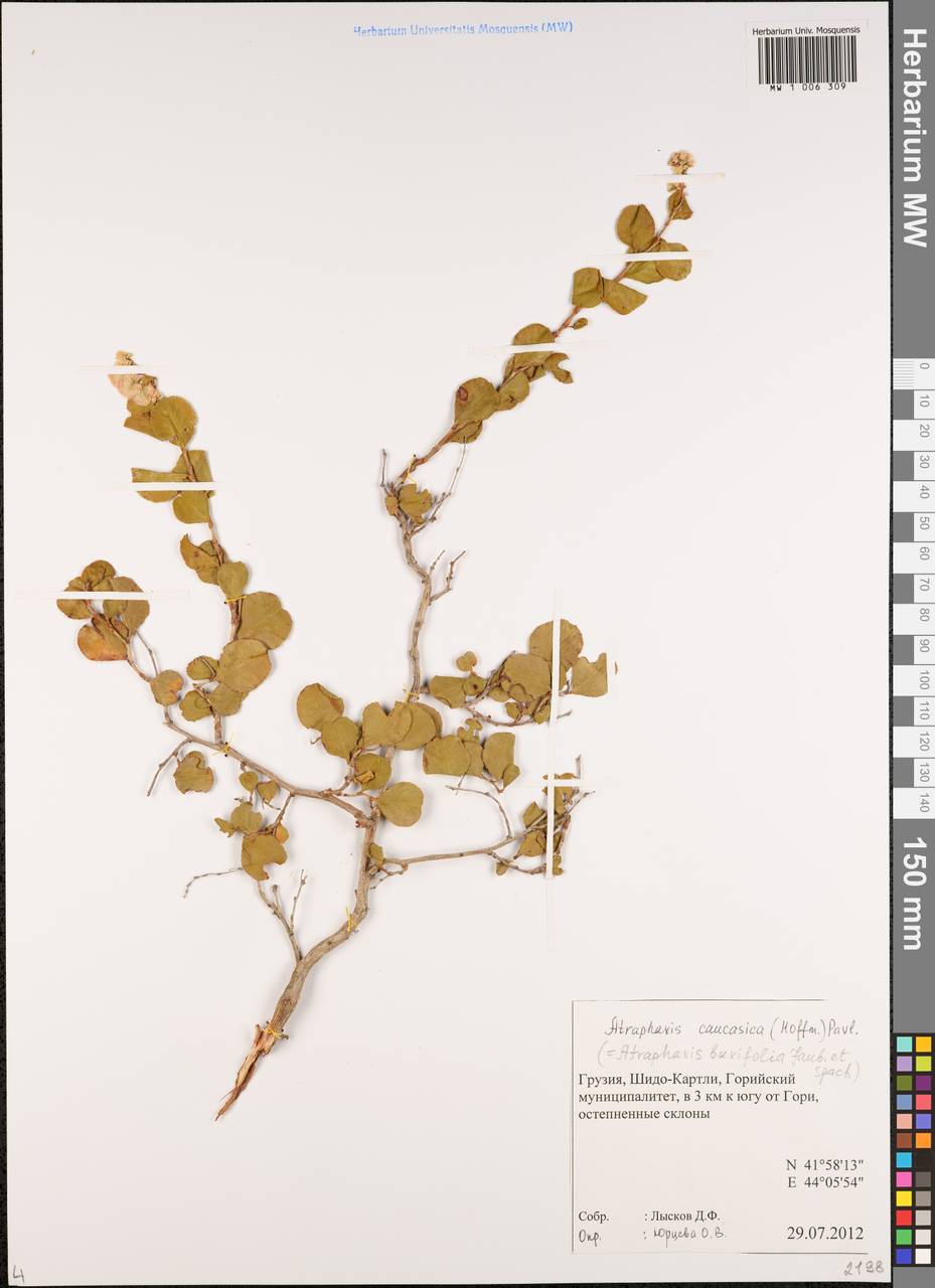 Atraphaxis caucasica (Hoffm.) Pavlov, Caucasus, Georgia (K4) (Georgia)