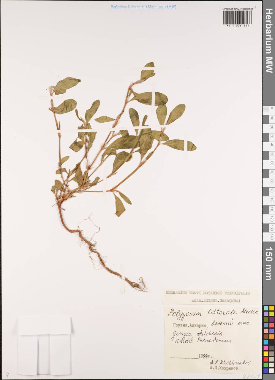 Polygonum caspicum Kom., Caucasus, Georgia (K4) (Georgia)