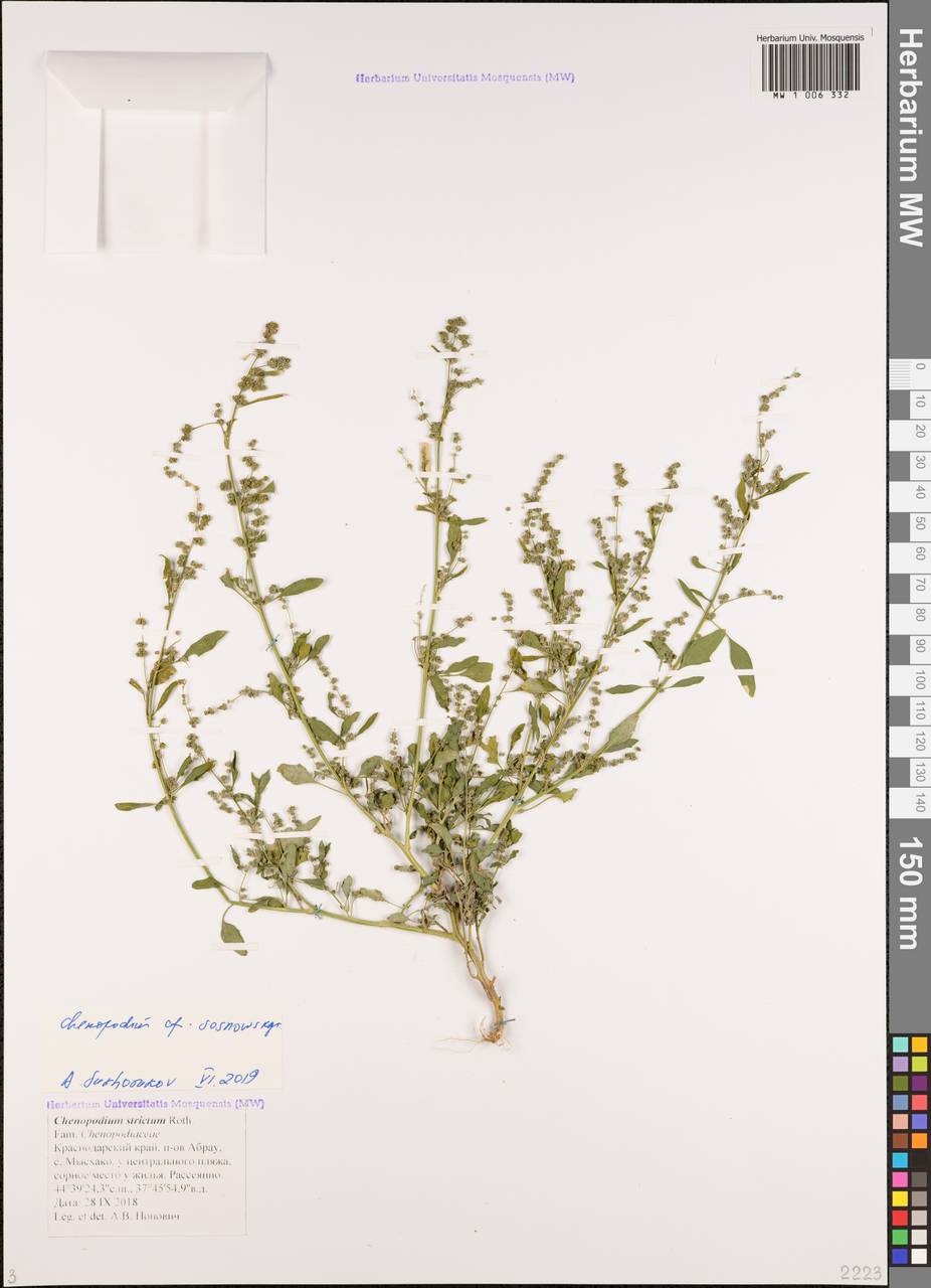 Chenopodium sosnowskyi Kapeller, Caucasus, Black Sea Shore (from Novorossiysk to Adler) (K3) (Russia)