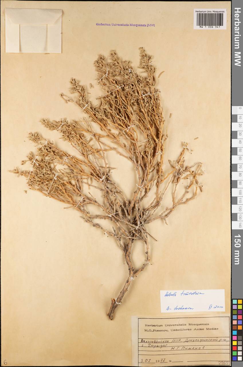 Kaviria tomentosa (Moq.) Akhani, Caucasus, Azerbaijan (K6) (Azerbaijan)