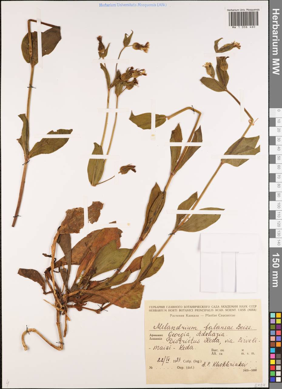 Silene balansae Boiss., Caucasus, Georgia (K4) (Georgia)