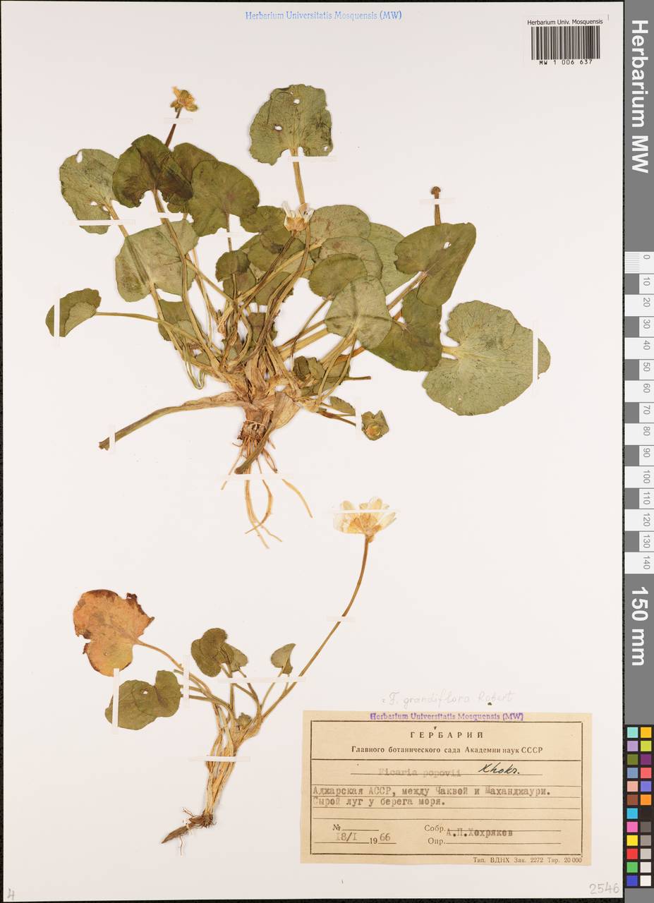 Ficaria grandiflora Robert, Caucasus, Georgia (K4) (Georgia)