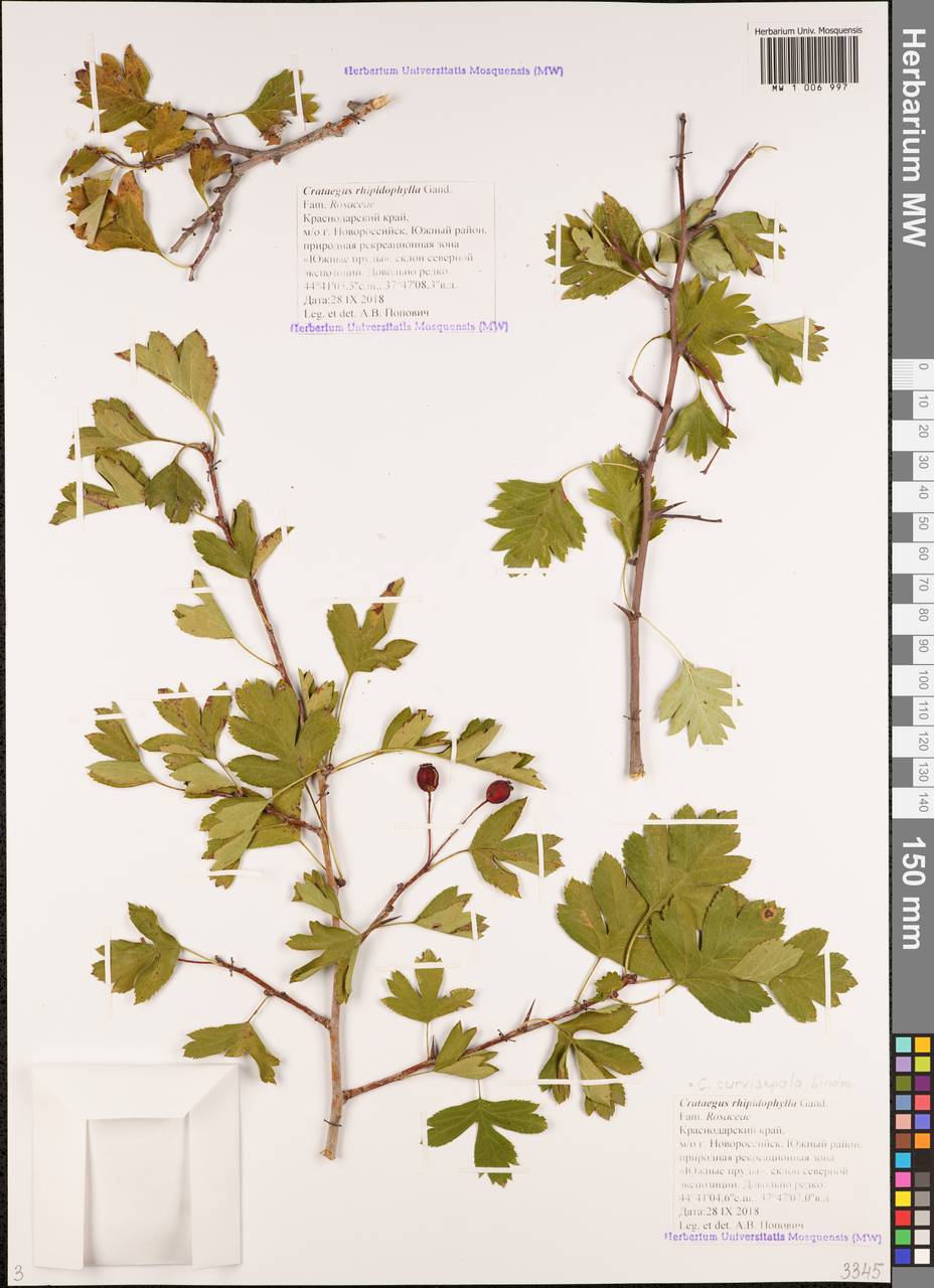 Crataegus praemonticola Holub, Caucasus, Black Sea Shore (from Novorossiysk to Adler) (K3) (Russia)