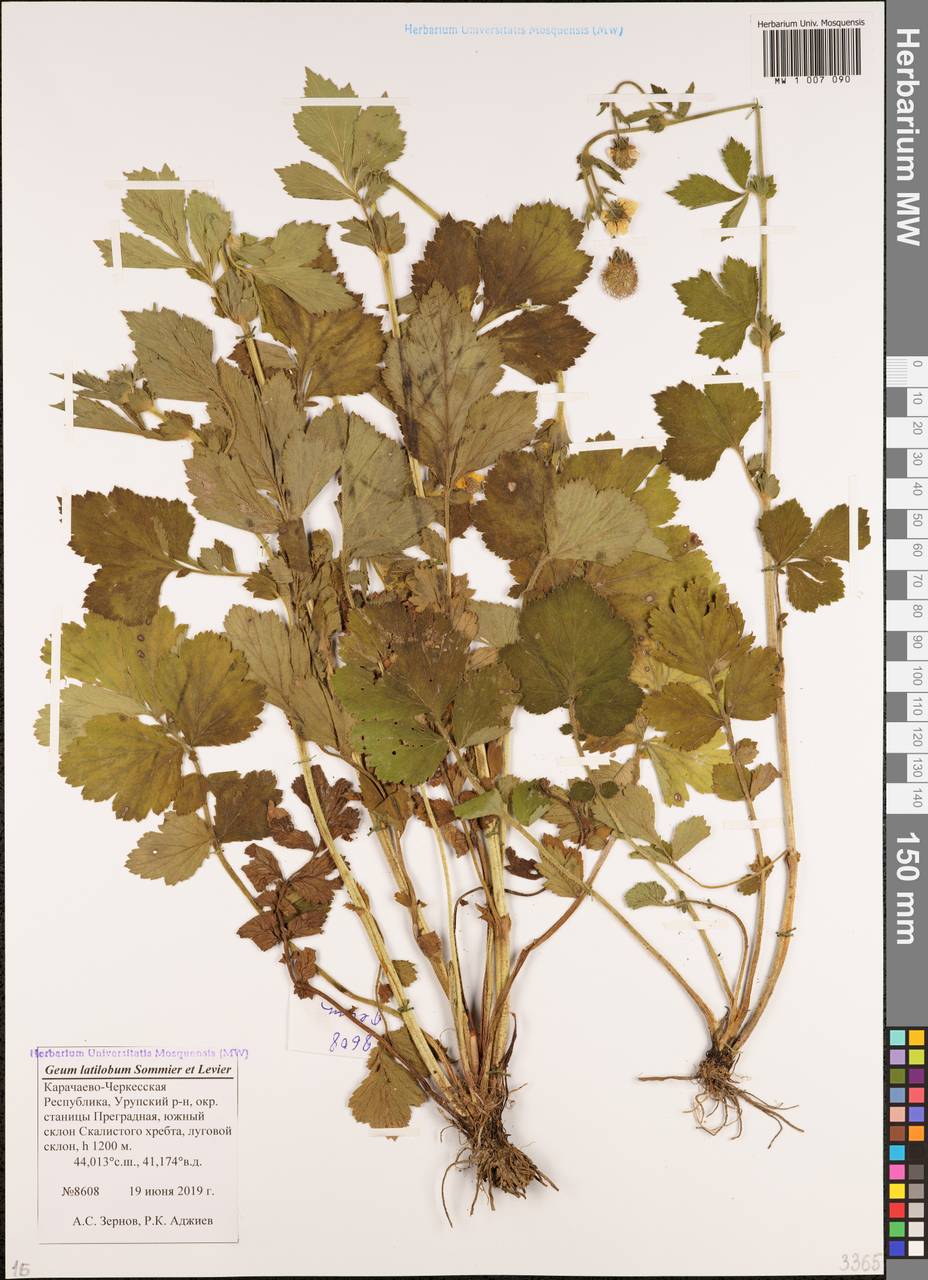 Geum latilobum Sommier & Levier, Caucasus, Stavropol Krai, Karachay-Cherkessia & Kabardino-Balkaria (K1b) (Russia)