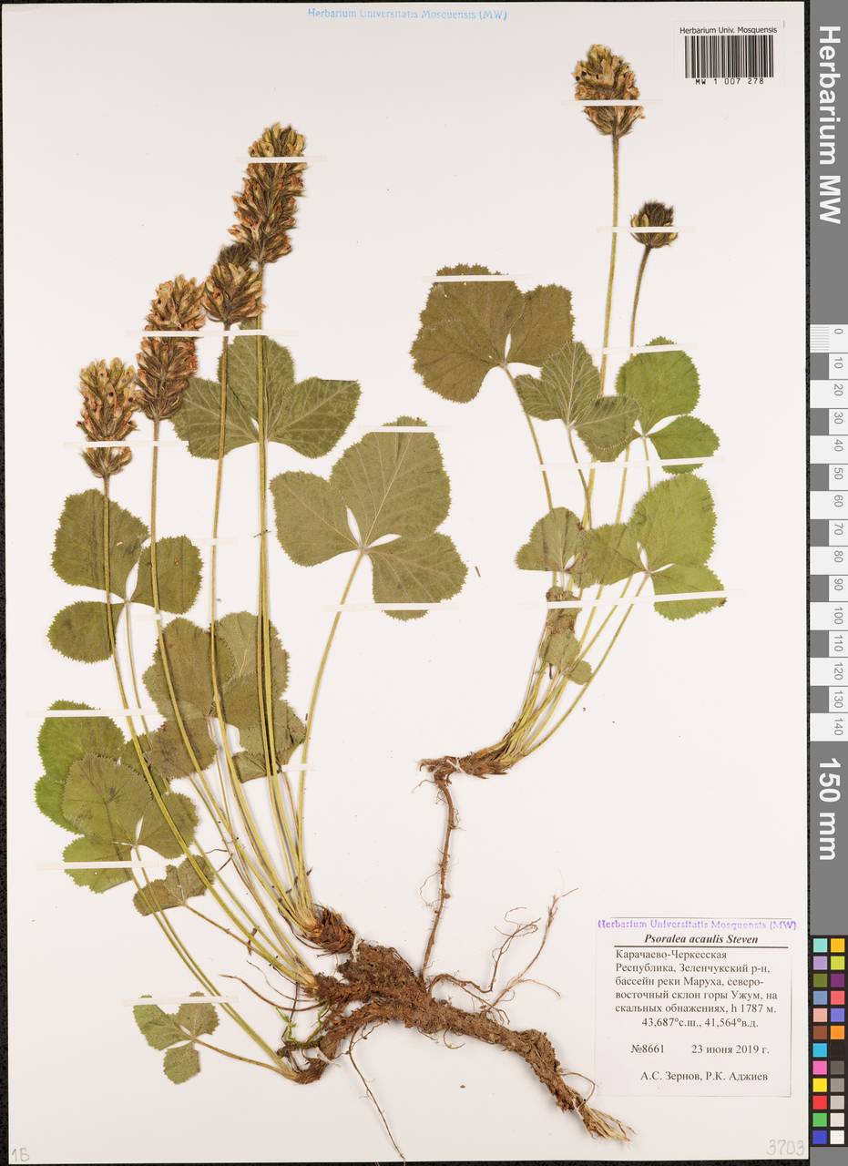 Kartalinia acaulis (Hoffm.) Brullo, C.Brullo, Cambria, Acar, Salmeri & Giusso, Caucasus, Stavropol Krai, Karachay-Cherkessia & Kabardino-Balkaria (K1b) (Russia)