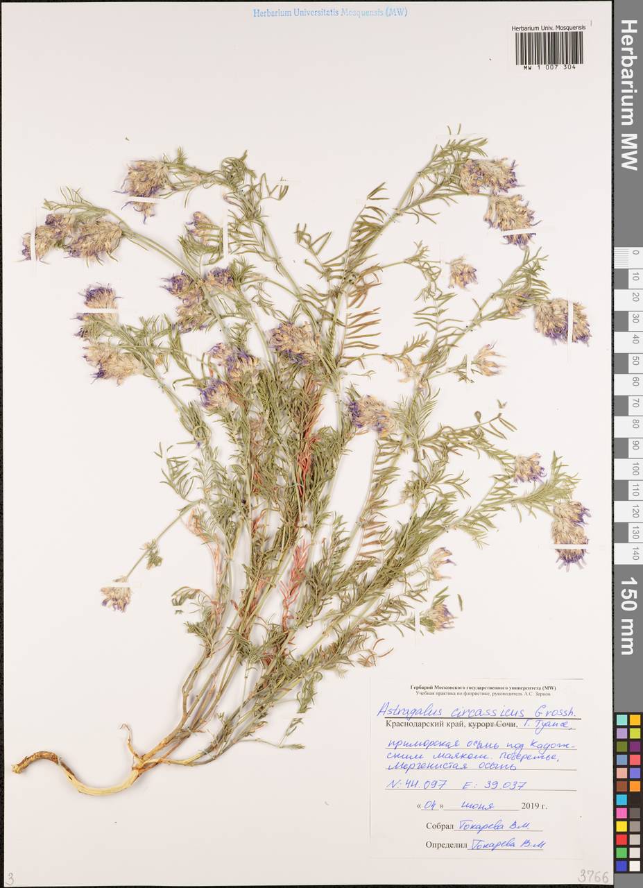 Astragalus circassicus Grossh., Caucasus, Black Sea Shore (from Novorossiysk to Adler) (K3) (Russia)