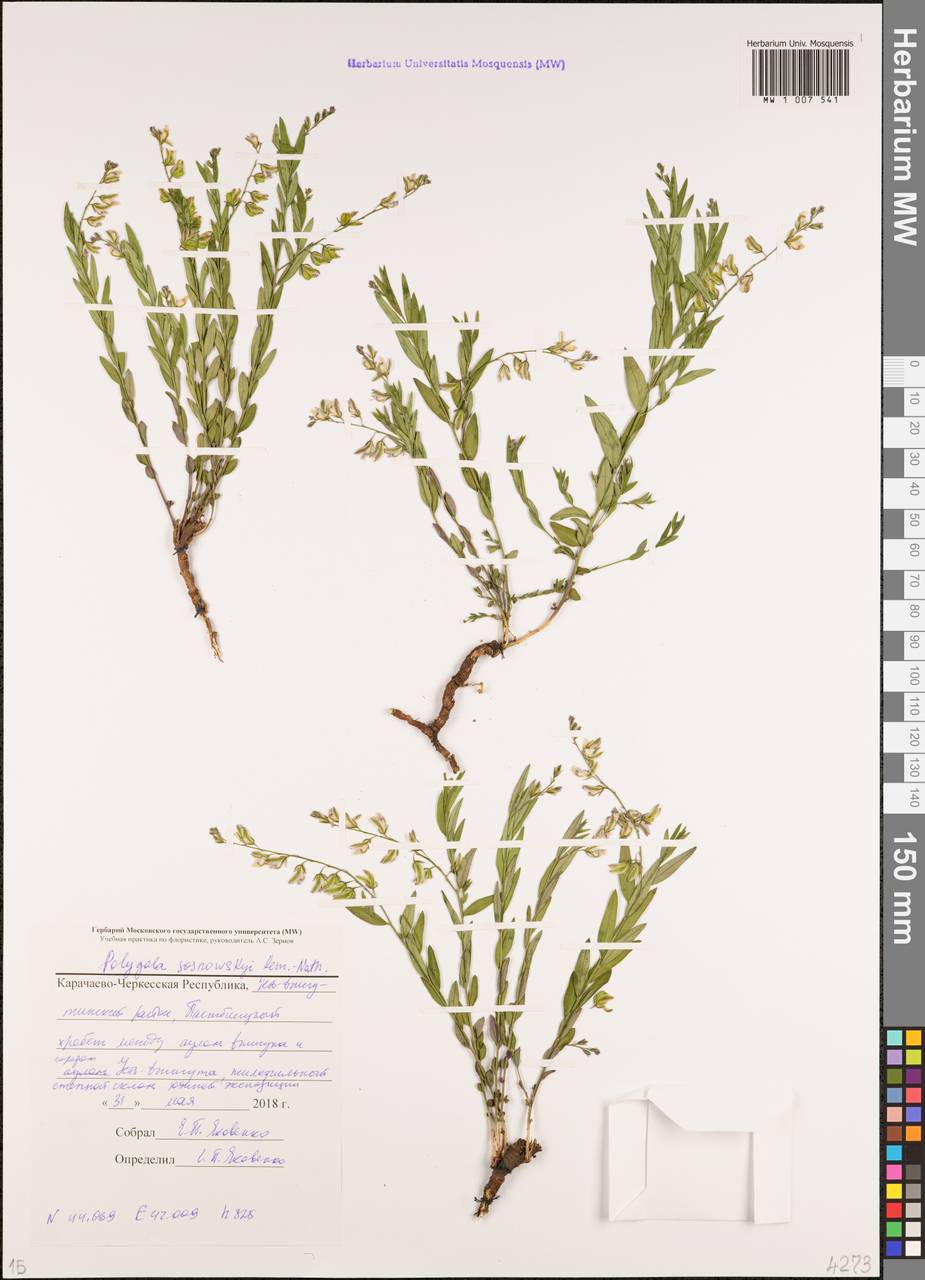 Polygala sosnowskyi Kemul.-Nath., Caucasus, Stavropol Krai, Karachay-Cherkessia & Kabardino-Balkaria (K1b) (Russia)