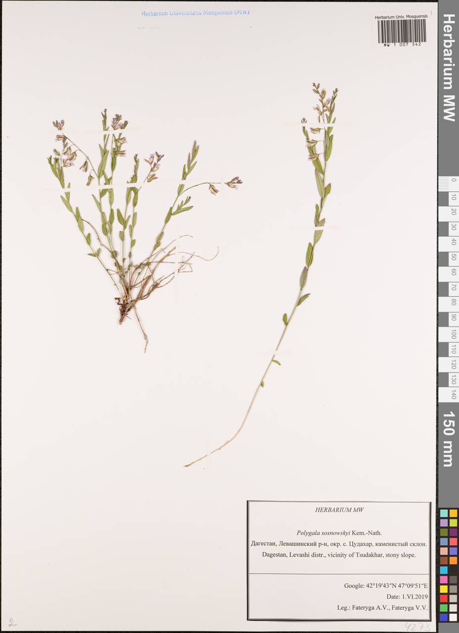 Polygala sosnowskyi Kemul.-Nath., Caucasus, Dagestan (K2) (Russia)