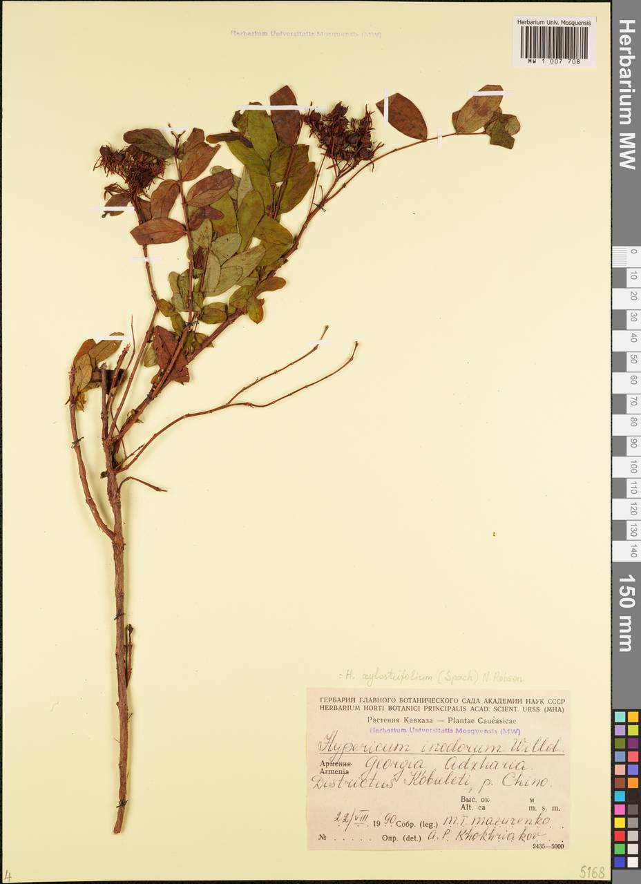Hypericum xylosteifolium (Spach) N.Robson, Caucasus, Georgia (K4) (Georgia)