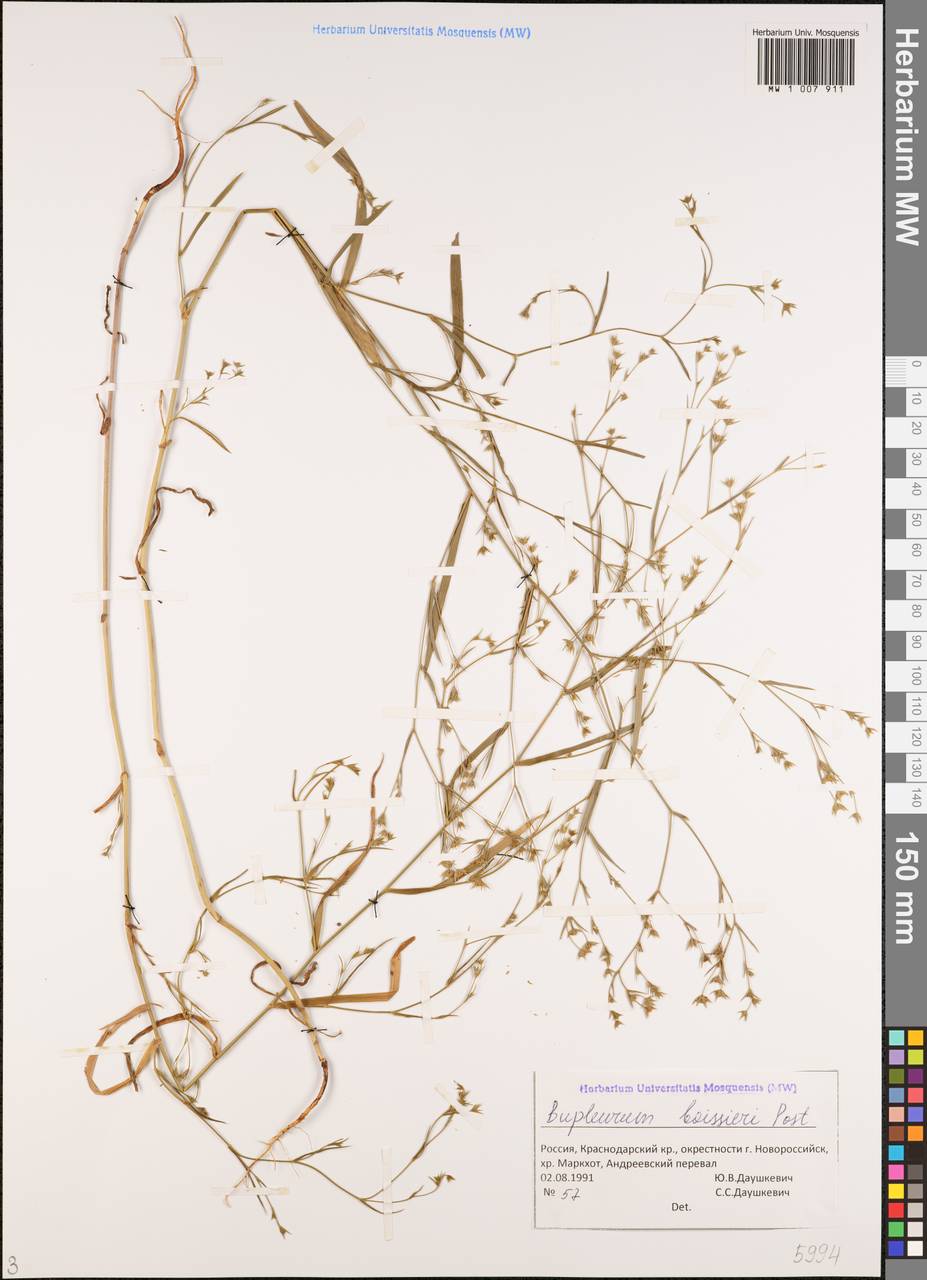 Bupleurum boissieri Post, Caucasus, Black Sea Shore (from Novorossiysk to Adler) (K3) (Russia)