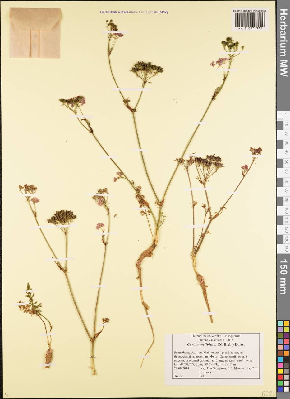 Carum meifolium (M.Bieb.) Boiss., Caucasus, Krasnodar Krai & Adygea (K1a) (Russia)