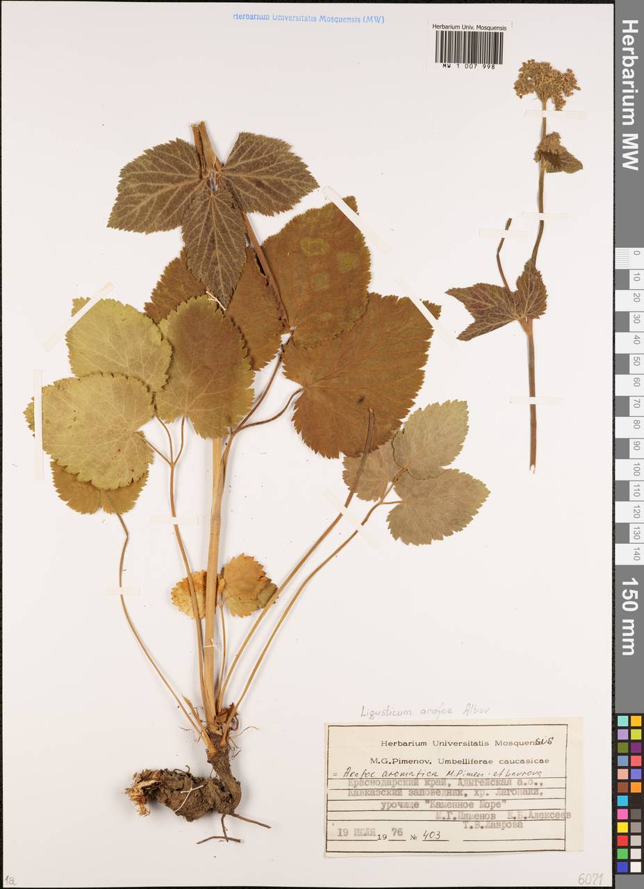 Arafoe aromatica Pimenov & Lavrova, Caucasus, Krasnodar Krai & Adygea (K1a) (Russia)