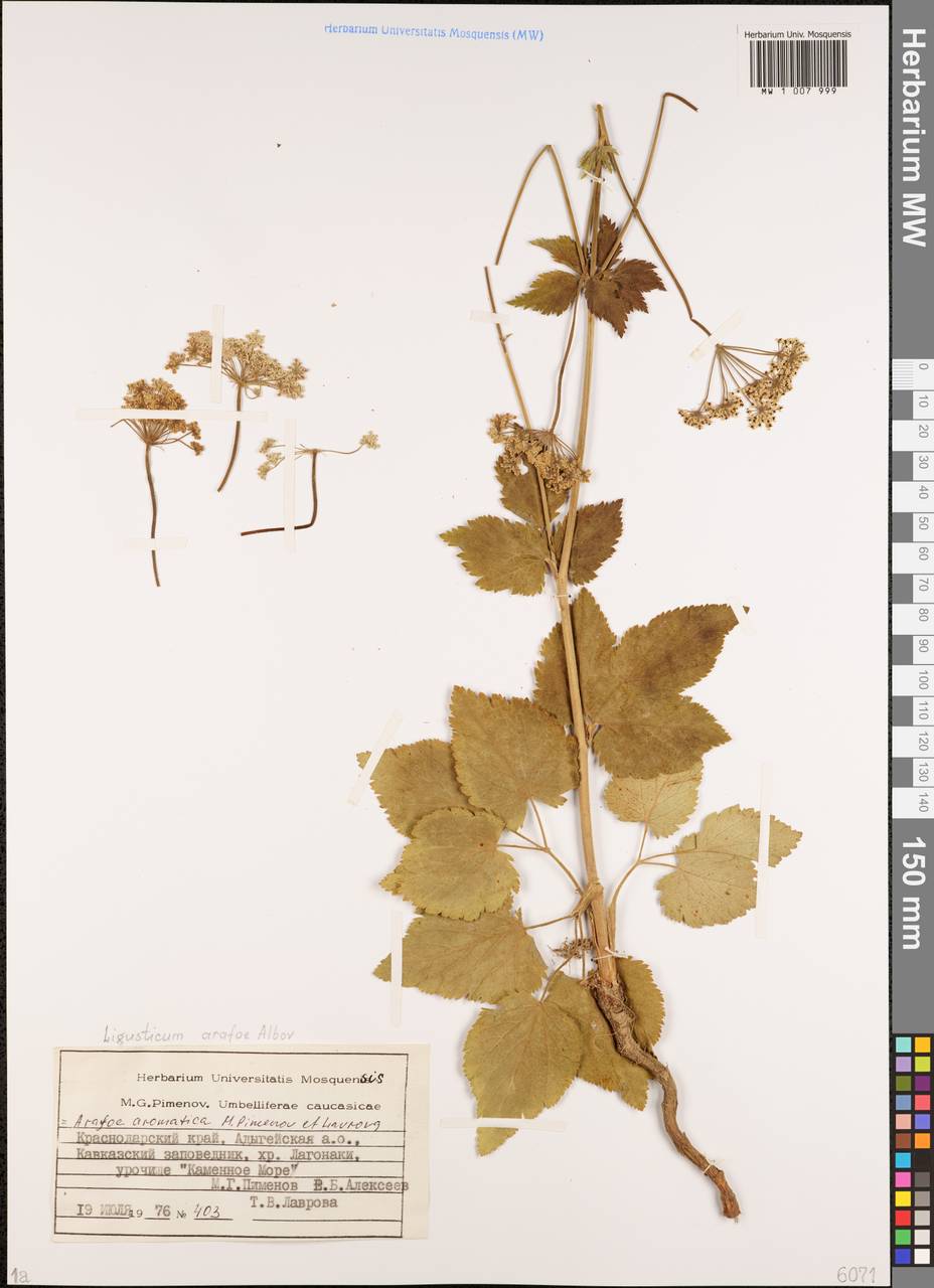Arafoe aromatica Pimenov & Lavrova, Caucasus, Krasnodar Krai & Adygea (K1a) (Russia)