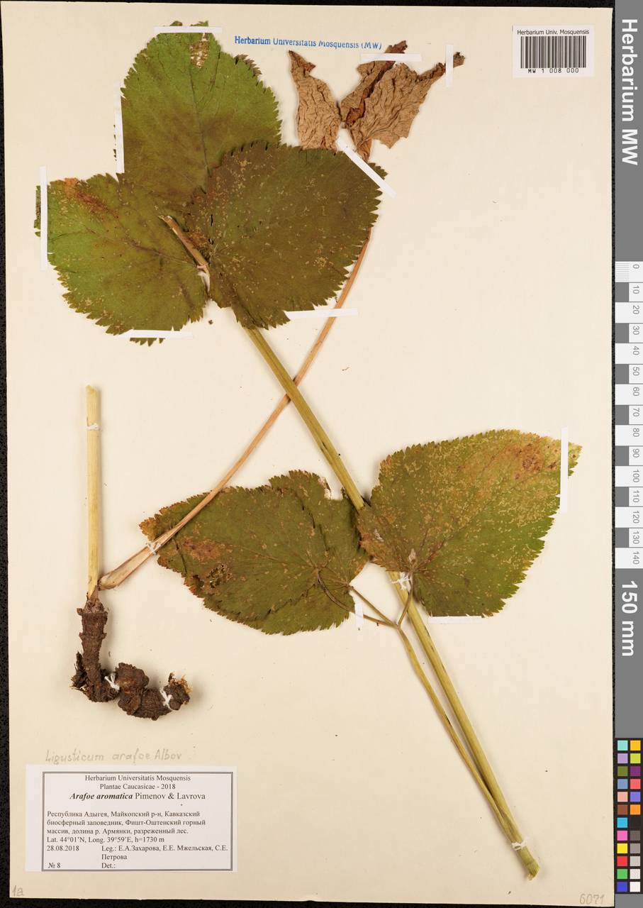Arafoe aromatica Pimenov & Lavrova, Caucasus, Krasnodar Krai & Adygea (K1a) (Russia)