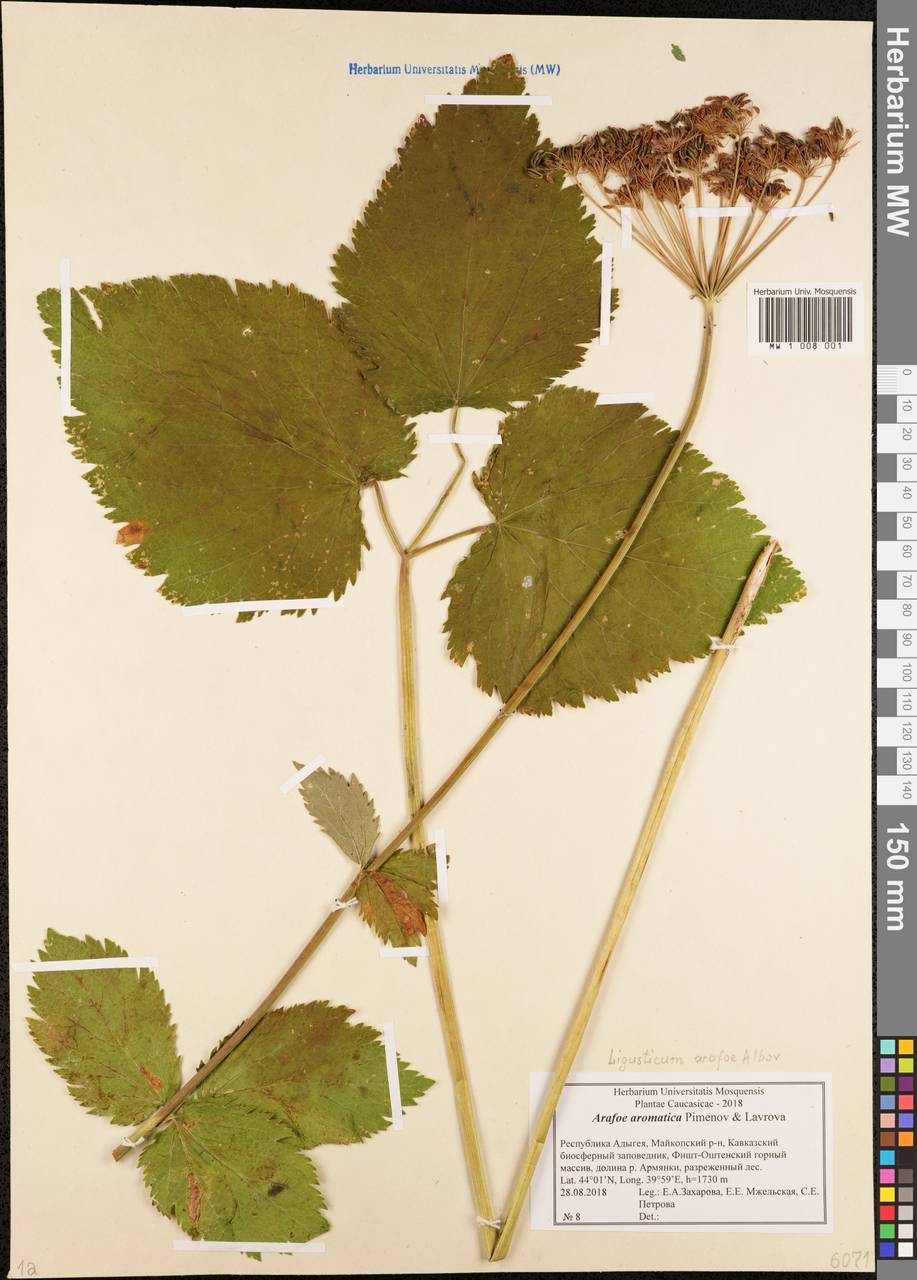 Arafoe aromatica Pimenov & Lavrova, Caucasus, Krasnodar Krai & Adygea (K1a) (Russia)