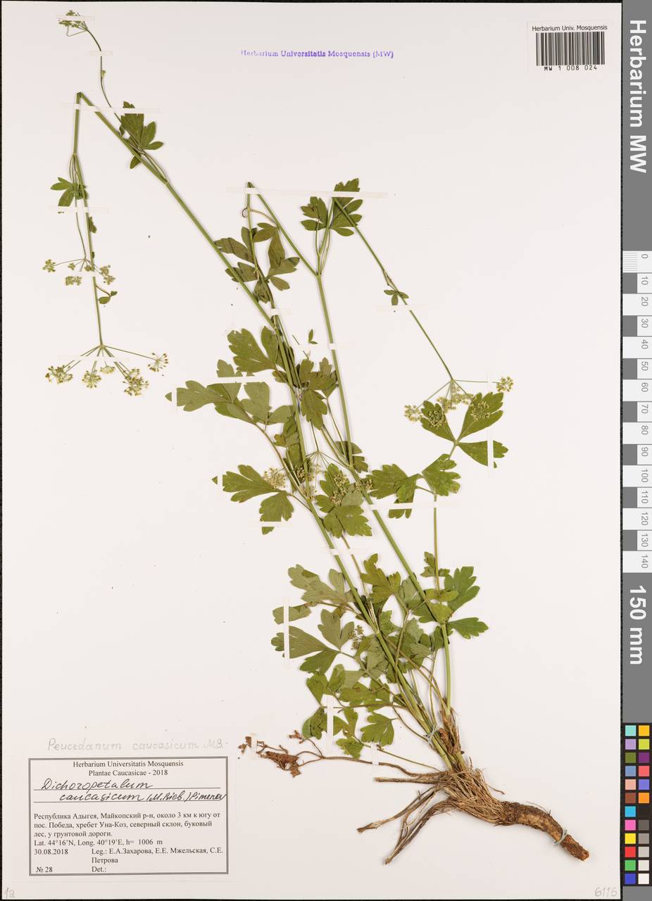 Dichoropetalum caucasicum (M.Bieb.) Soldano, Galasso & Banfi, Caucasus, Krasnodar Krai & Adygea (K1a) (Russia)