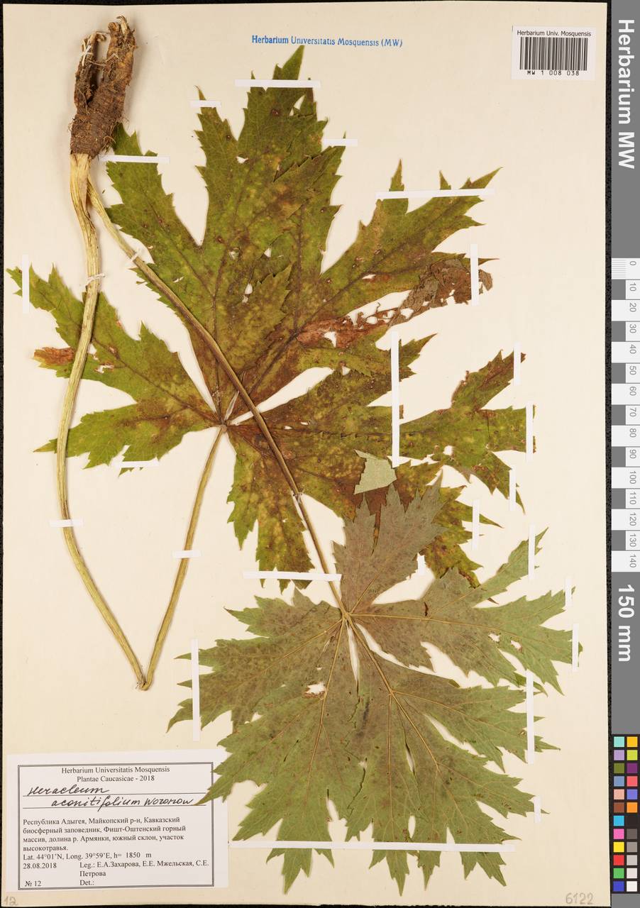 Heracleum aconitifolium Woronow, Caucasus, Krasnodar Krai & Adygea (K1a) (Russia)