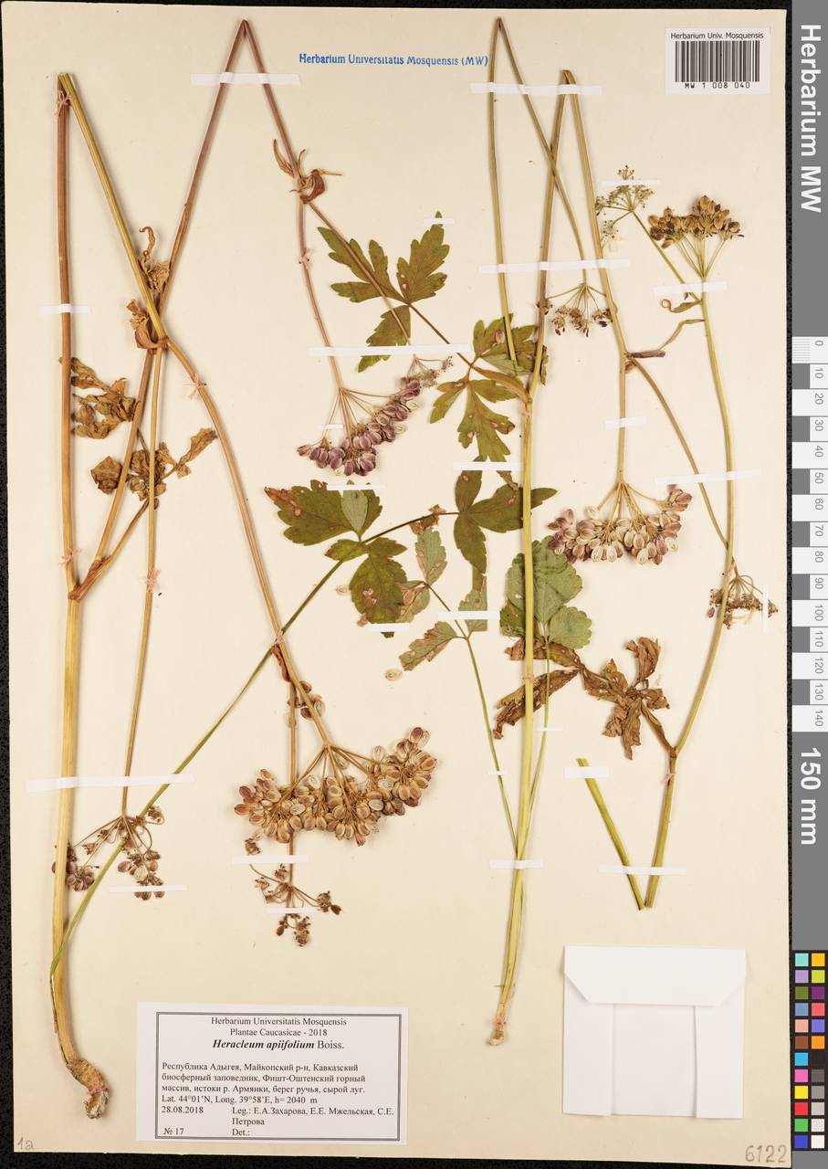 Heracleum apiifolium Boiss., Caucasus, Krasnodar Krai & Adygea (K1a) (Russia)