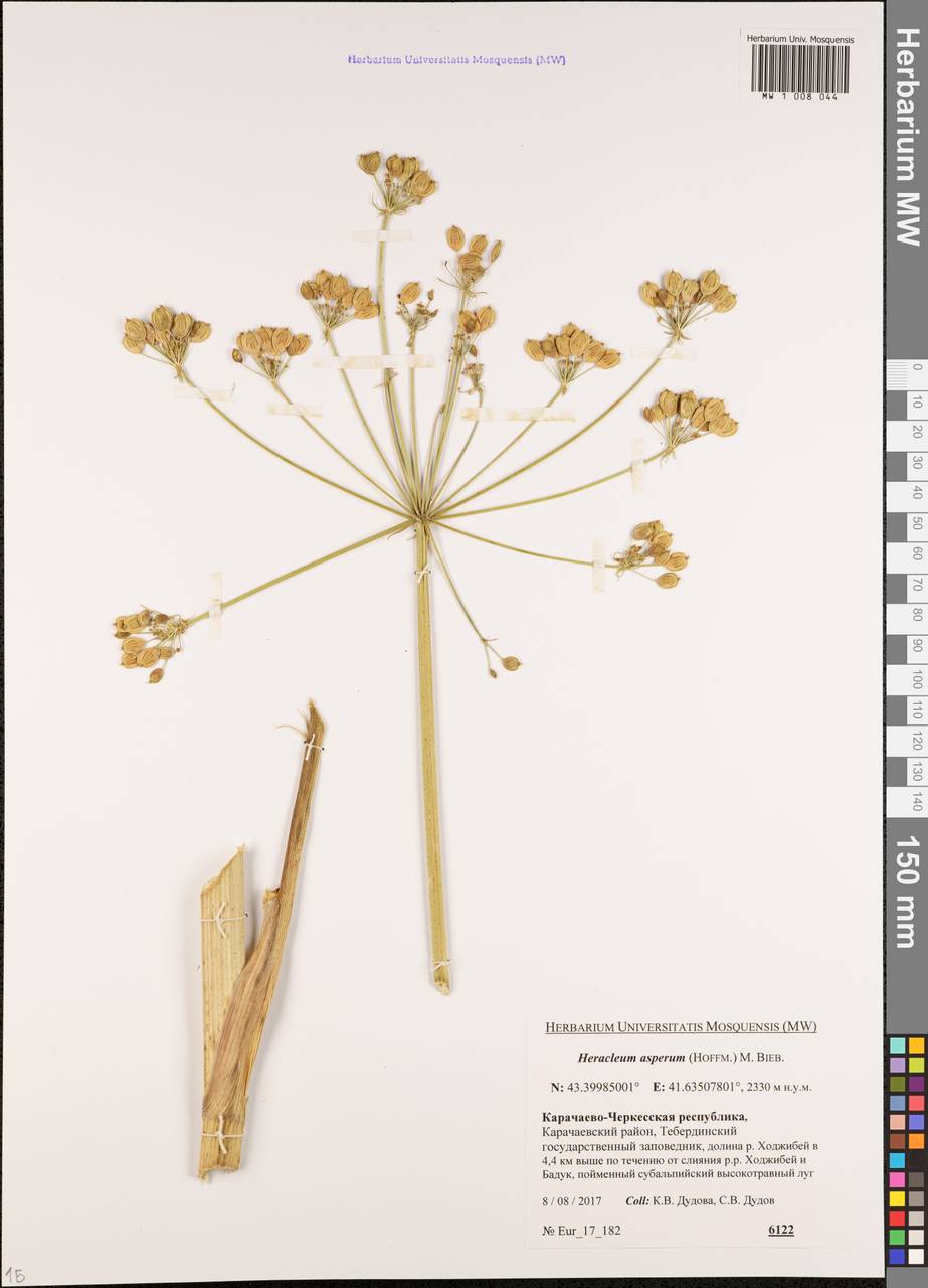 Heracleum asperum (Hoffm.) M.Bieb., Caucasus, Stavropol Krai, Karachay-Cherkessia & Kabardino-Balkaria (K1b) (Russia)
