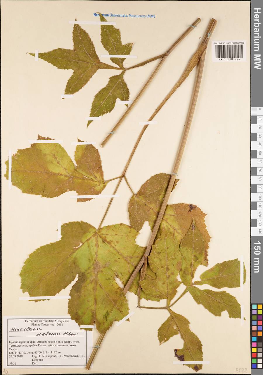 Heracleum scabrum Albov, Caucasus, Krasnodar Krai & Adygea (K1a) (Russia)