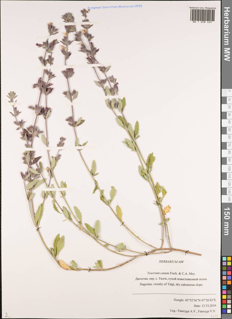 Teucrium canum Fisch. & C.A.Mey., Caucasus, Dagestan (K2) (Russia)