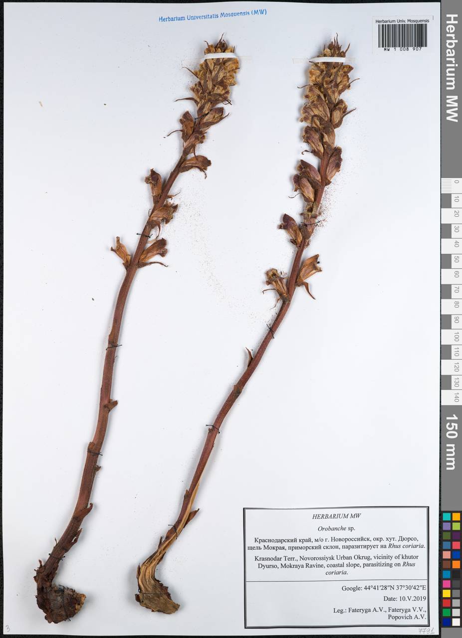 Orobanche, Caucasus, Black Sea Shore (from Novorossiysk to Adler) (K3) (Russia)