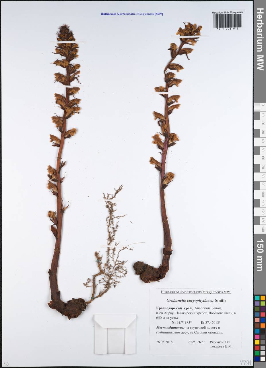 Orobanche caryophyllacea Sm., Caucasus, Krasnodar Krai & Adygea (K1a) (Russia)