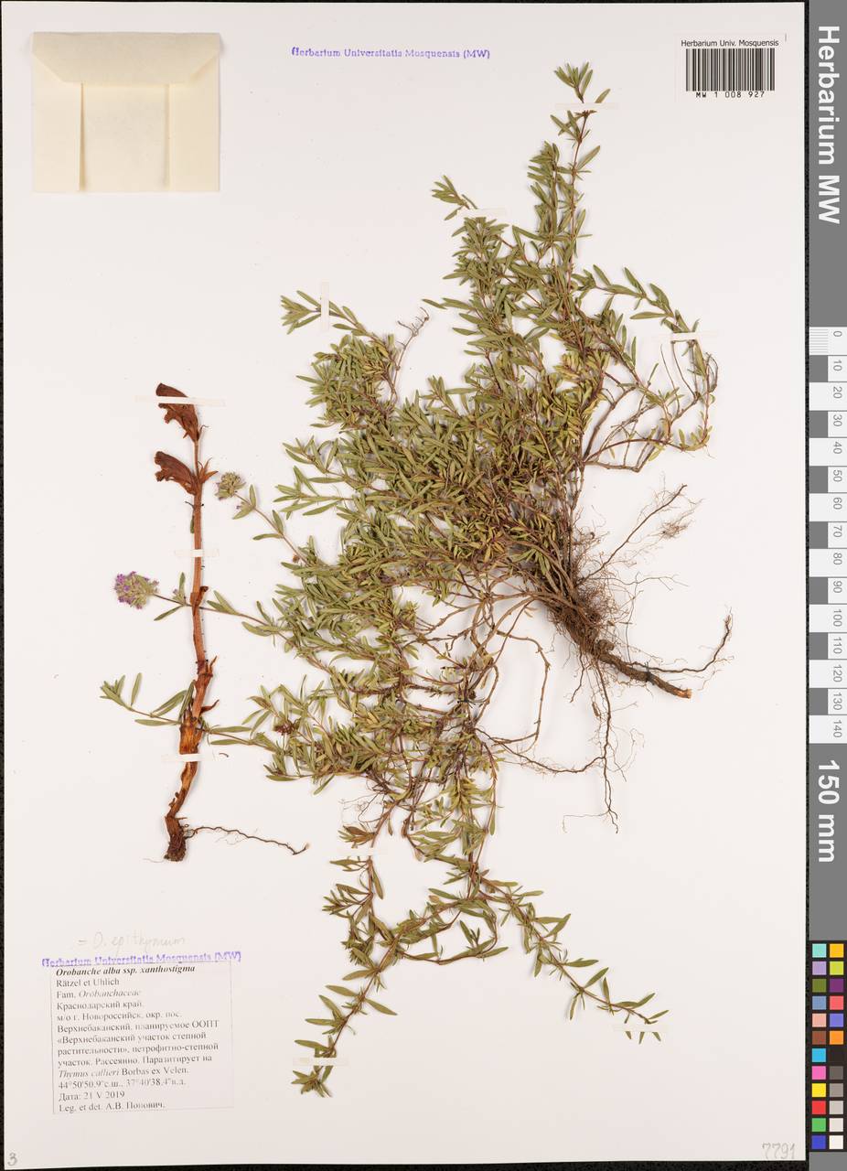 Orobanche alba Steph. ex Willd., Caucasus, Black Sea Shore (from Novorossiysk to Adler) (K3) (Russia)