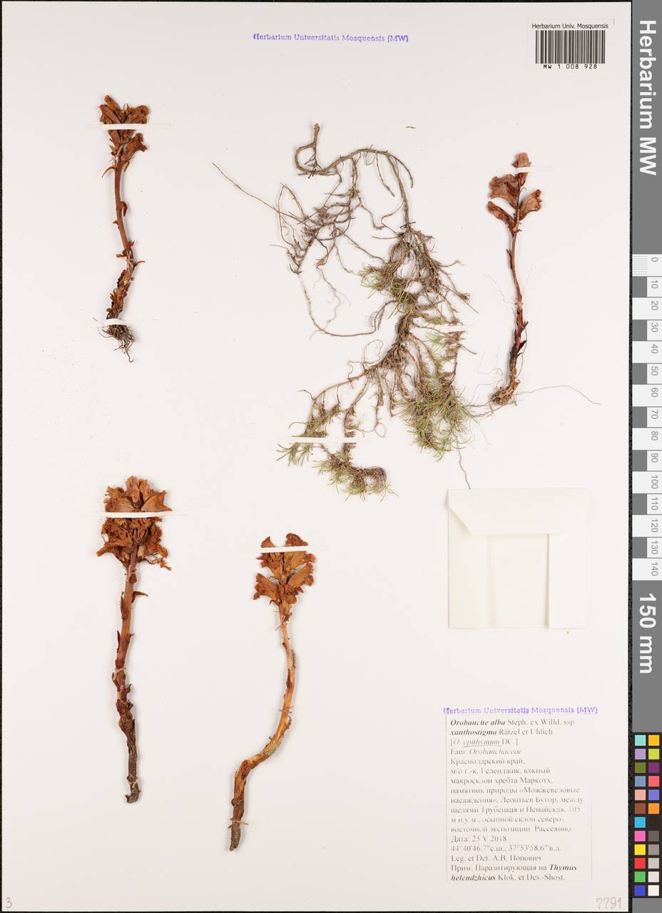 Orobanche alba Steph. ex Willd., Caucasus, Black Sea Shore (from Novorossiysk to Adler) (K3) (Russia)
