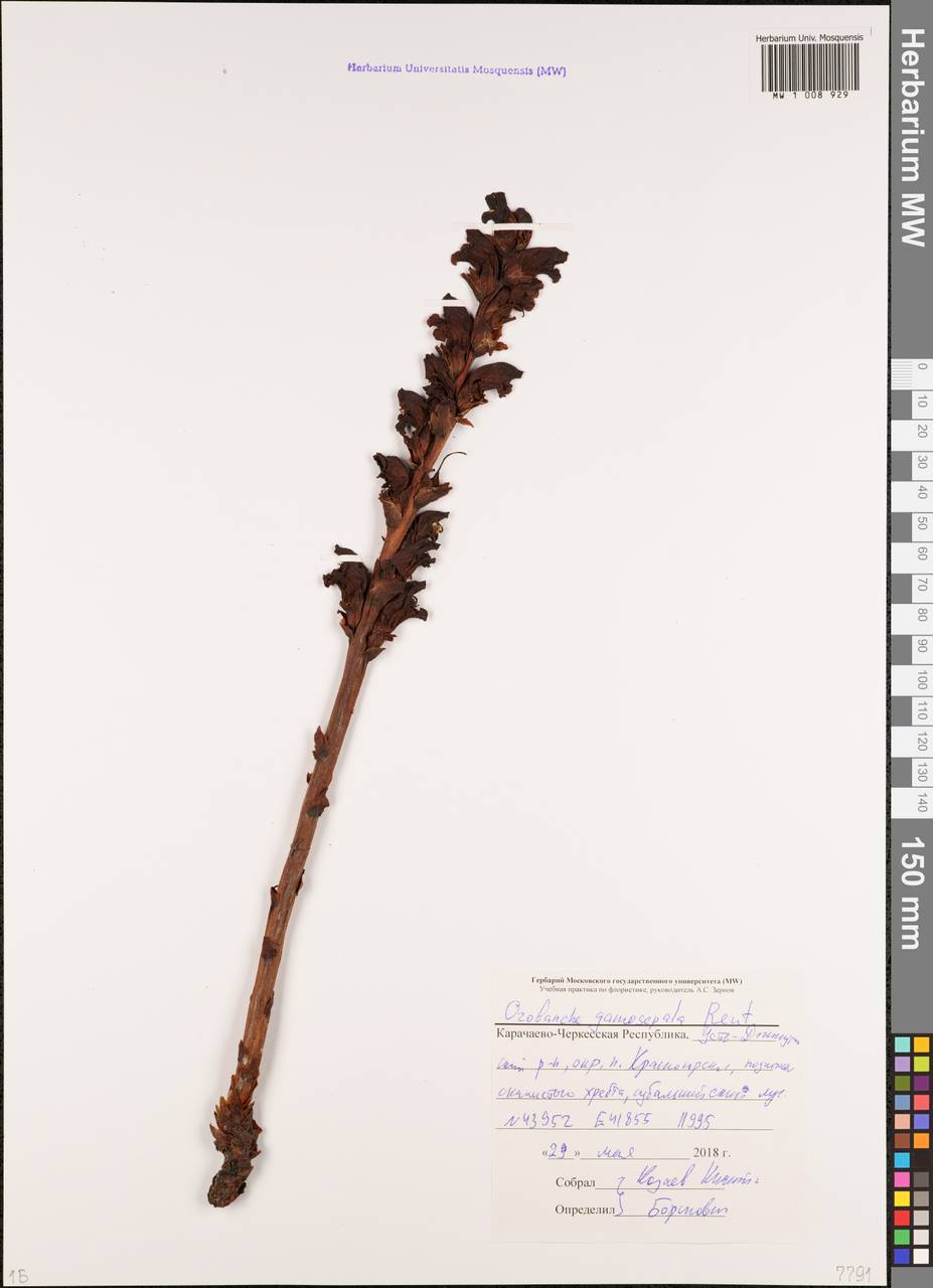 Orobanche gamosepala Reuter, Caucasus, Stavropol Krai, Karachay-Cherkessia & Kabardino-Balkaria (K1b) (Russia)