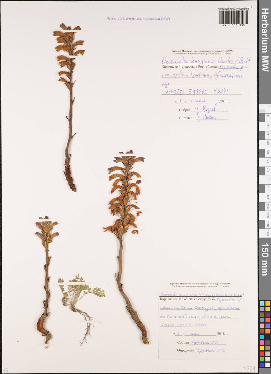 Phelipanche caesia (Rchb.) Soják, Caucasus, Stavropol Krai, Karachay-Cherkessia & Kabardino-Balkaria (K1b) (Russia)