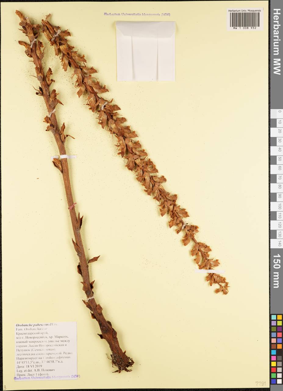 Orobanche pubescens Dum.-Urville, Caucasus, Black Sea Shore (from Novorossiysk to Adler) (K3) (Russia)