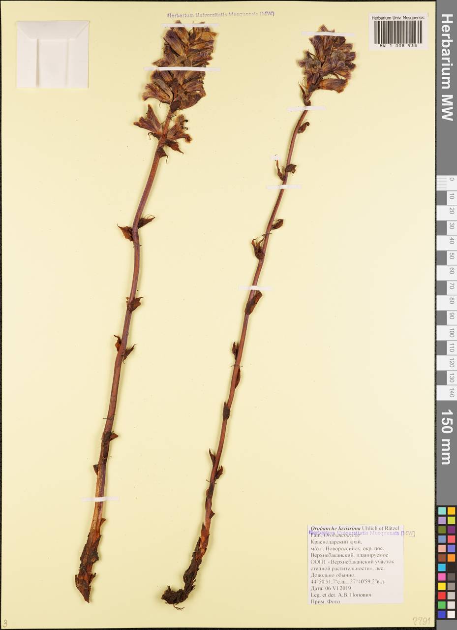 Orobanche pubescens Dum.-Urville, Caucasus, Black Sea Shore (from Novorossiysk to Adler) (K3) (Russia)