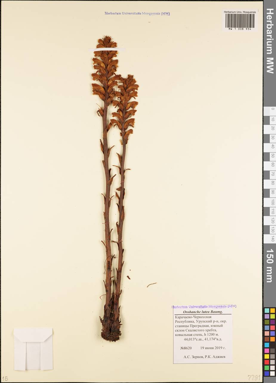 Orobanche lutea Baumg., Caucasus, Stavropol Krai, Karachay-Cherkessia & Kabardino-Balkaria (K1b) (Russia)