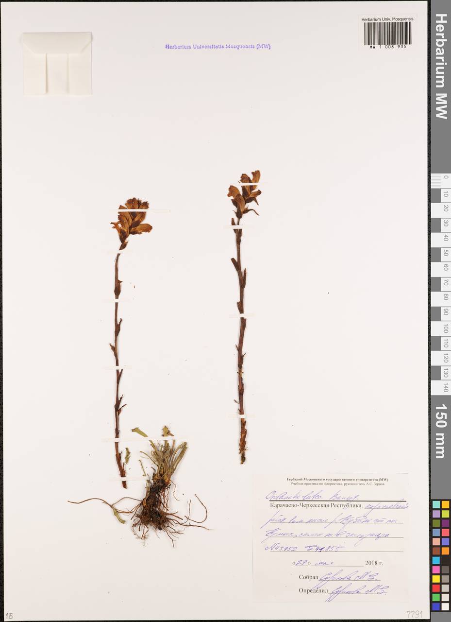 Orobanche lutea Baumg., Caucasus, Stavropol Krai, Karachay-Cherkessia & Kabardino-Balkaria (K1b) (Russia)