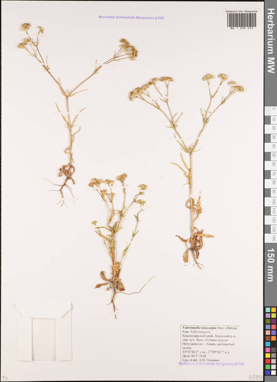 Valerianella lasiocarpa (Stev.) Betcke, Caucasus, Krasnodar Krai & Adygea (K1a) (Russia)