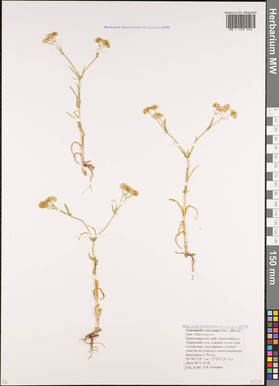 Valerianella lasiocarpa (Stev.) Betcke, Caucasus, Krasnodar Krai & Adygea (K1a) (Russia)