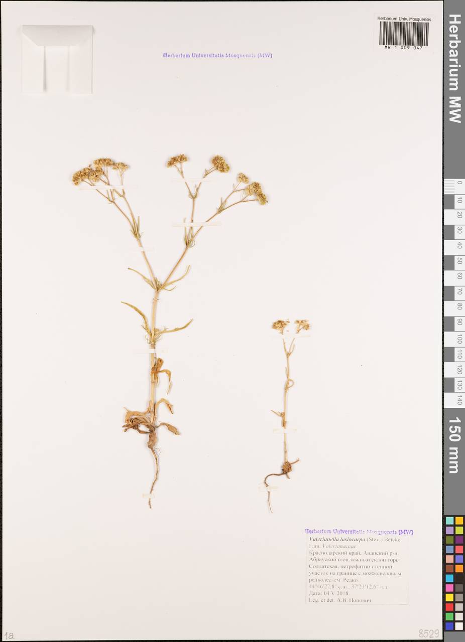 Valerianella lasiocarpa (Stev.) Betcke, Caucasus, Krasnodar Krai & Adygea (K1a) (Russia)
