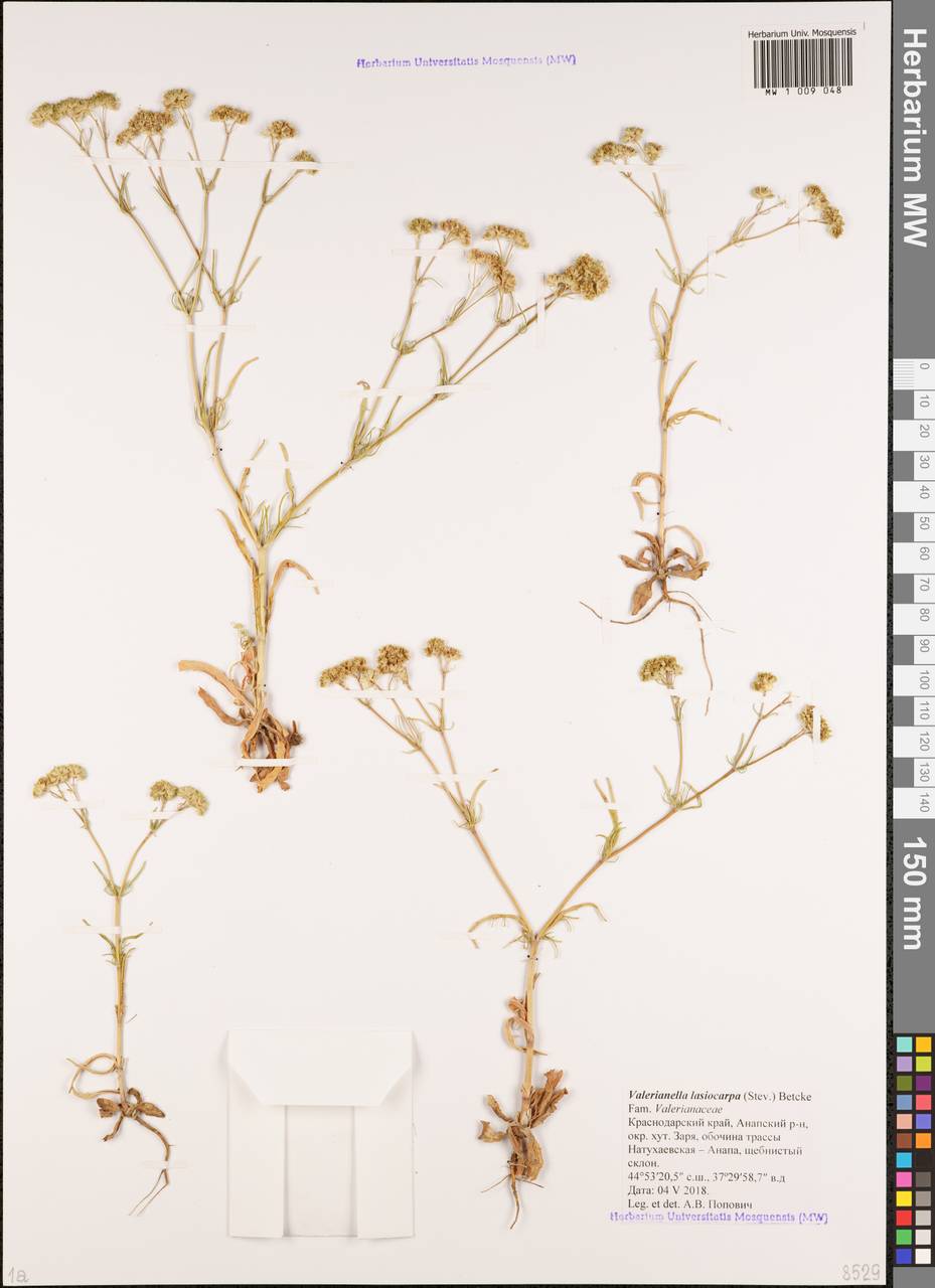Valerianella lasiocarpa (Stev.) Betcke, Caucasus, Krasnodar Krai & Adygea (K1a) (Russia)