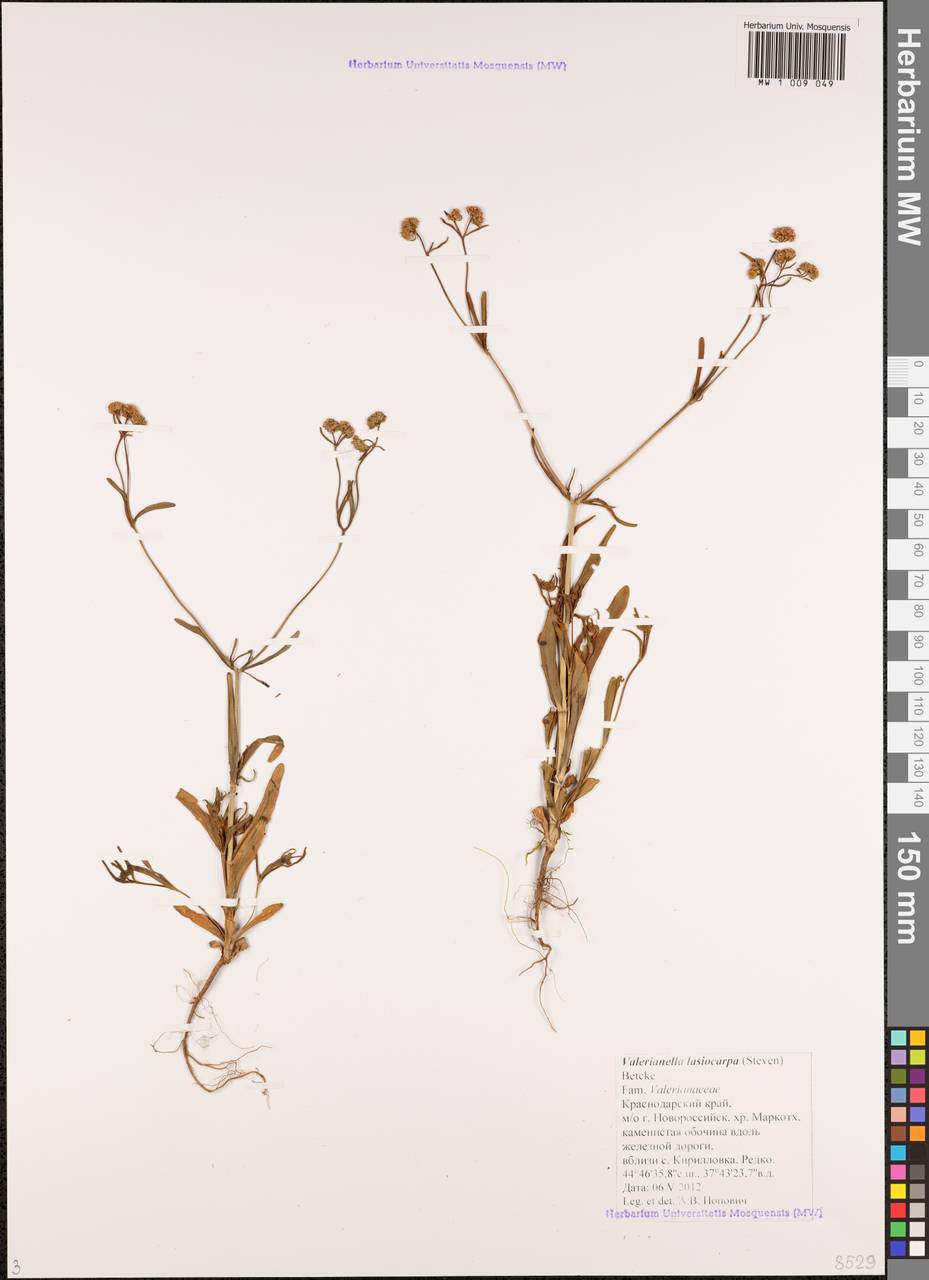 Valerianella lasiocarpa (Stev.) Betcke, Caucasus, Black Sea Shore (from Novorossiysk to Adler) (K3) (Russia)