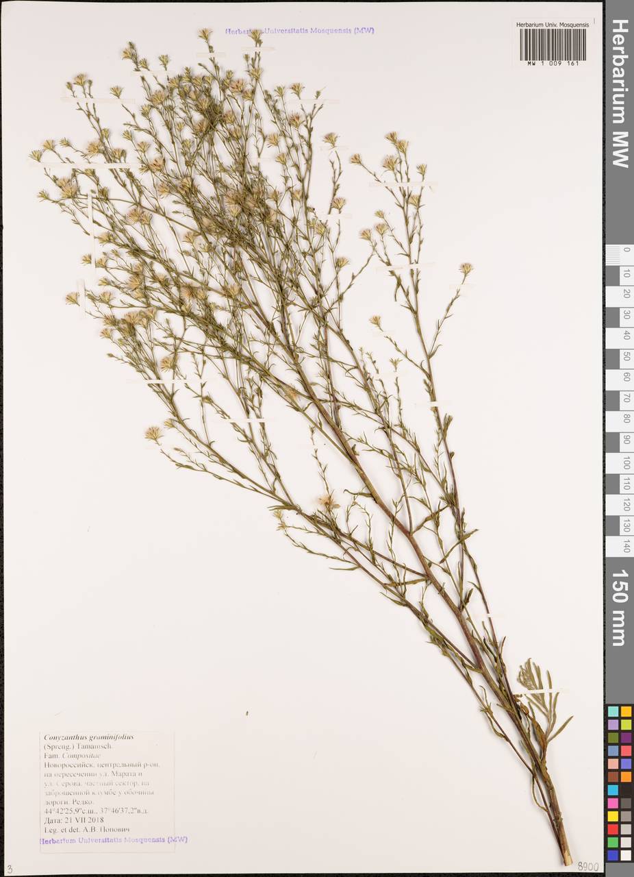 Symphyotrichum graminifolium (Spreng.) G.L.Nesom, Caucasus, Black Sea Shore (from Novorossiysk to Adler) (K3) (Russia)