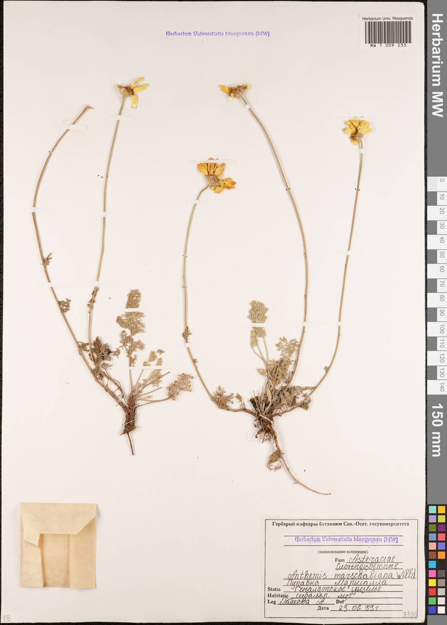 Archanthemis marschalliana subsp. marschalliana, Caucasus, North Ossetia, Ingushetia & Chechnya (K1c) (Russia)