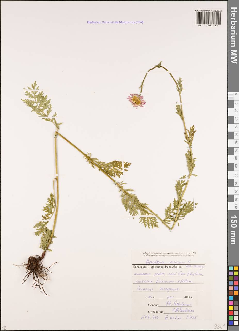 Tanacetum coccineum subsp. coccineum, Caucasus, Stavropol Krai, Karachay-Cherkessia & Kabardino-Balkaria (K1b) (Russia)